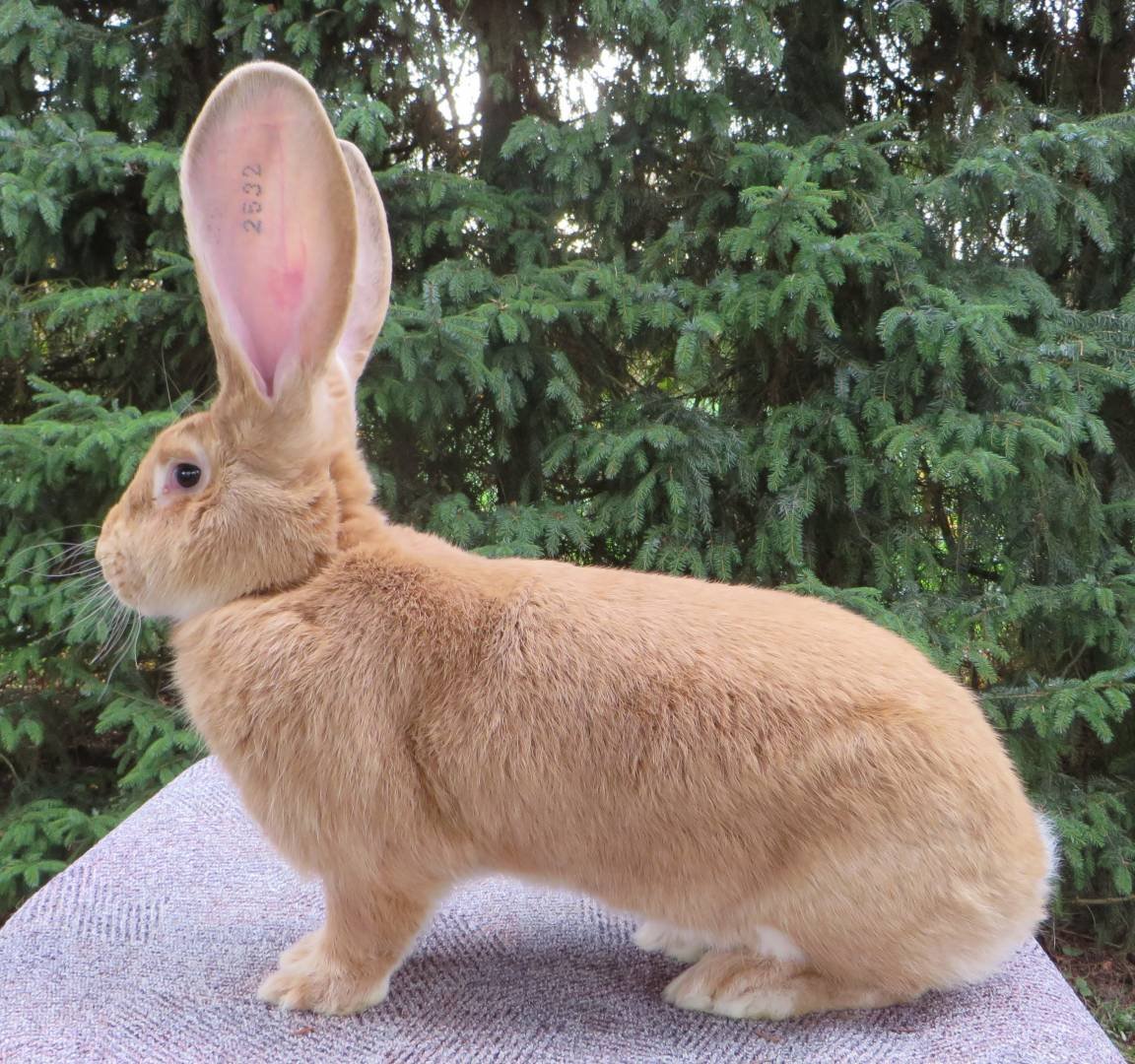 Рыжий Фландр кролики