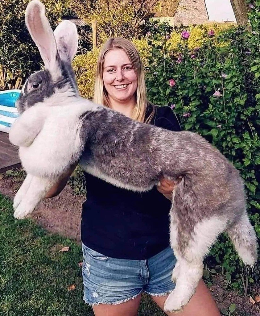 Кролики гиганты