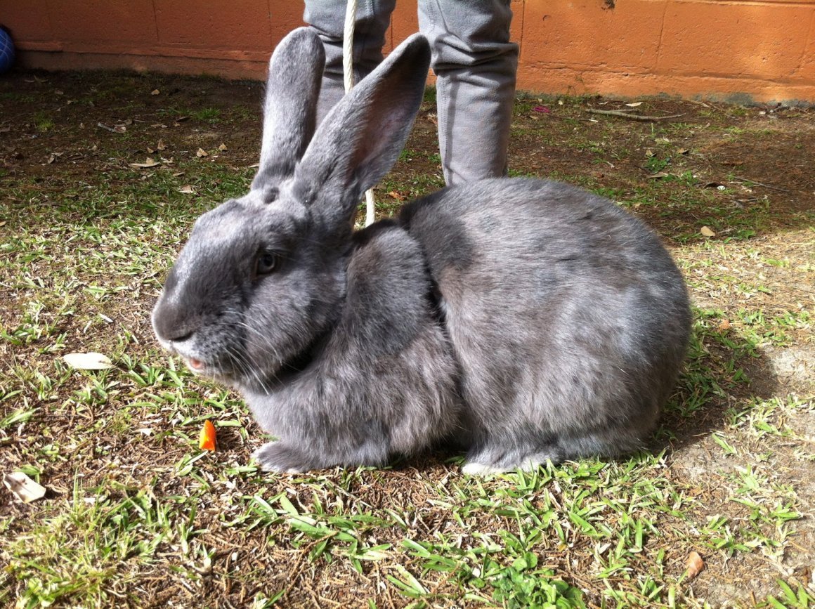 Голубой Ризен кролик