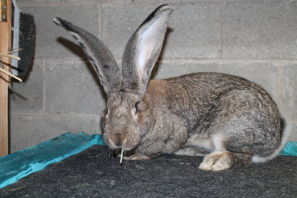 Новозеландский Фландр