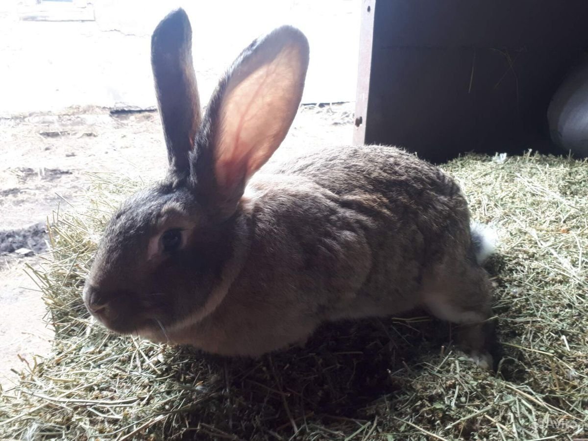 Кролики великаны баран Фландр