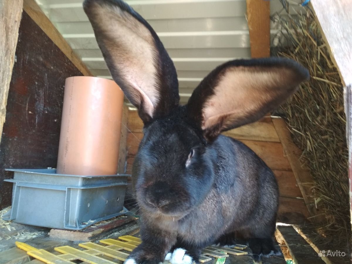 Ризен Фландр