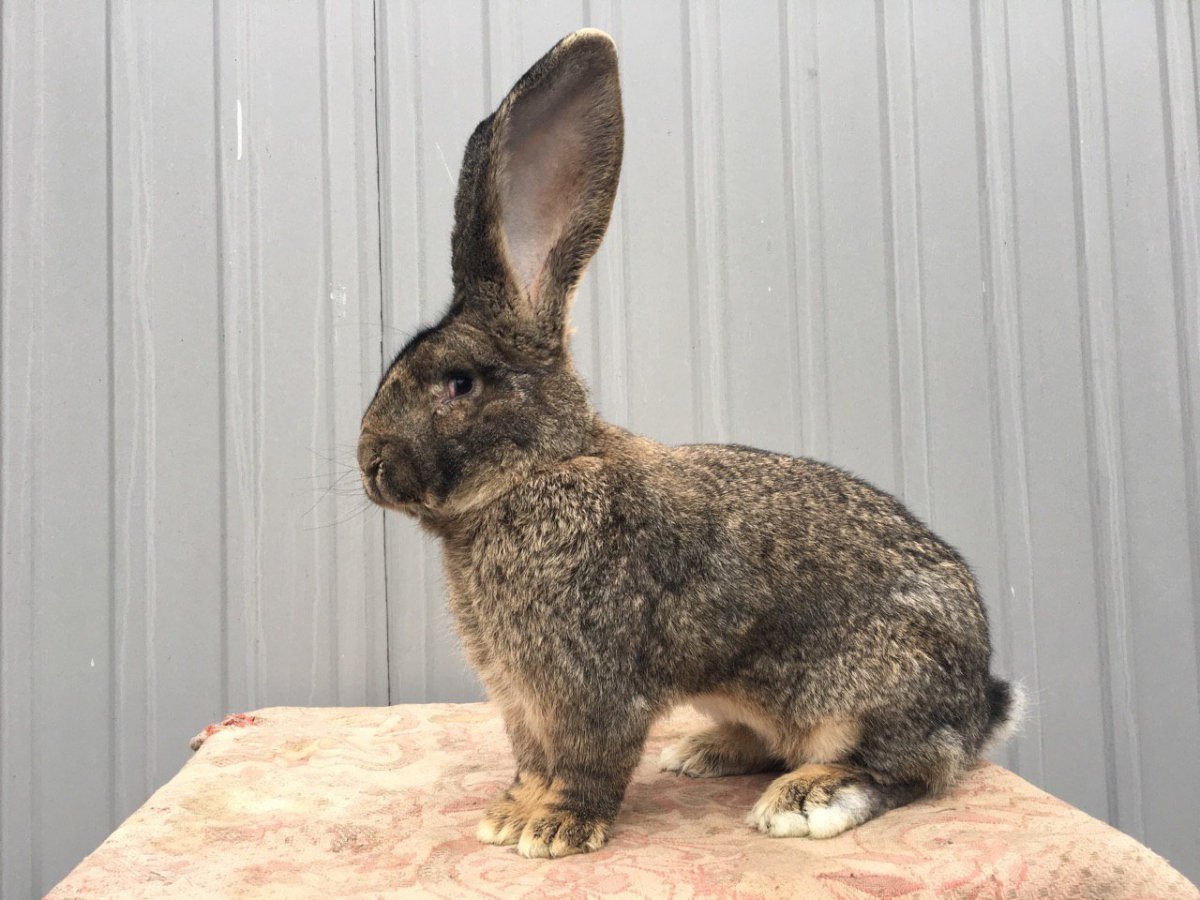 Кролик Фландр бельгийский великан