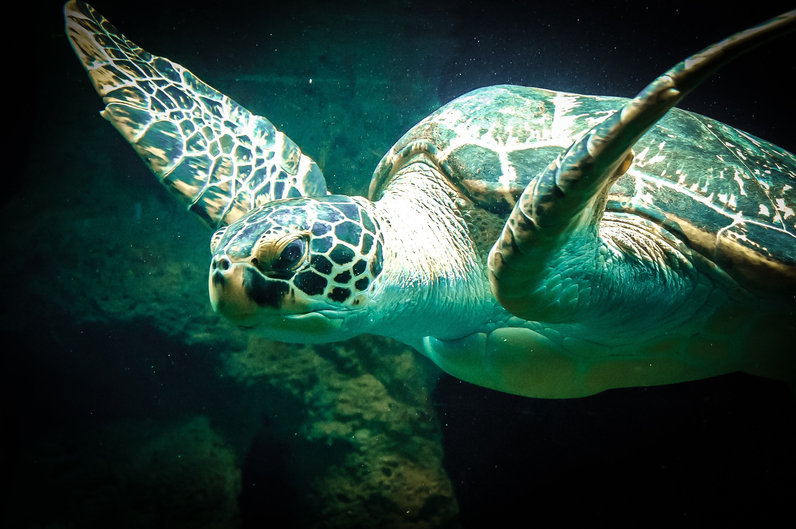 Картинка морская черепаха