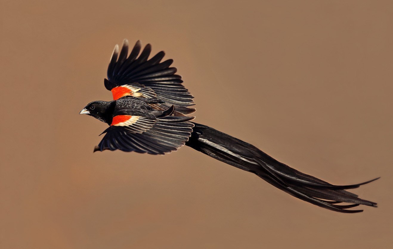 Черная птица с длинным хвостом - 77 фото
