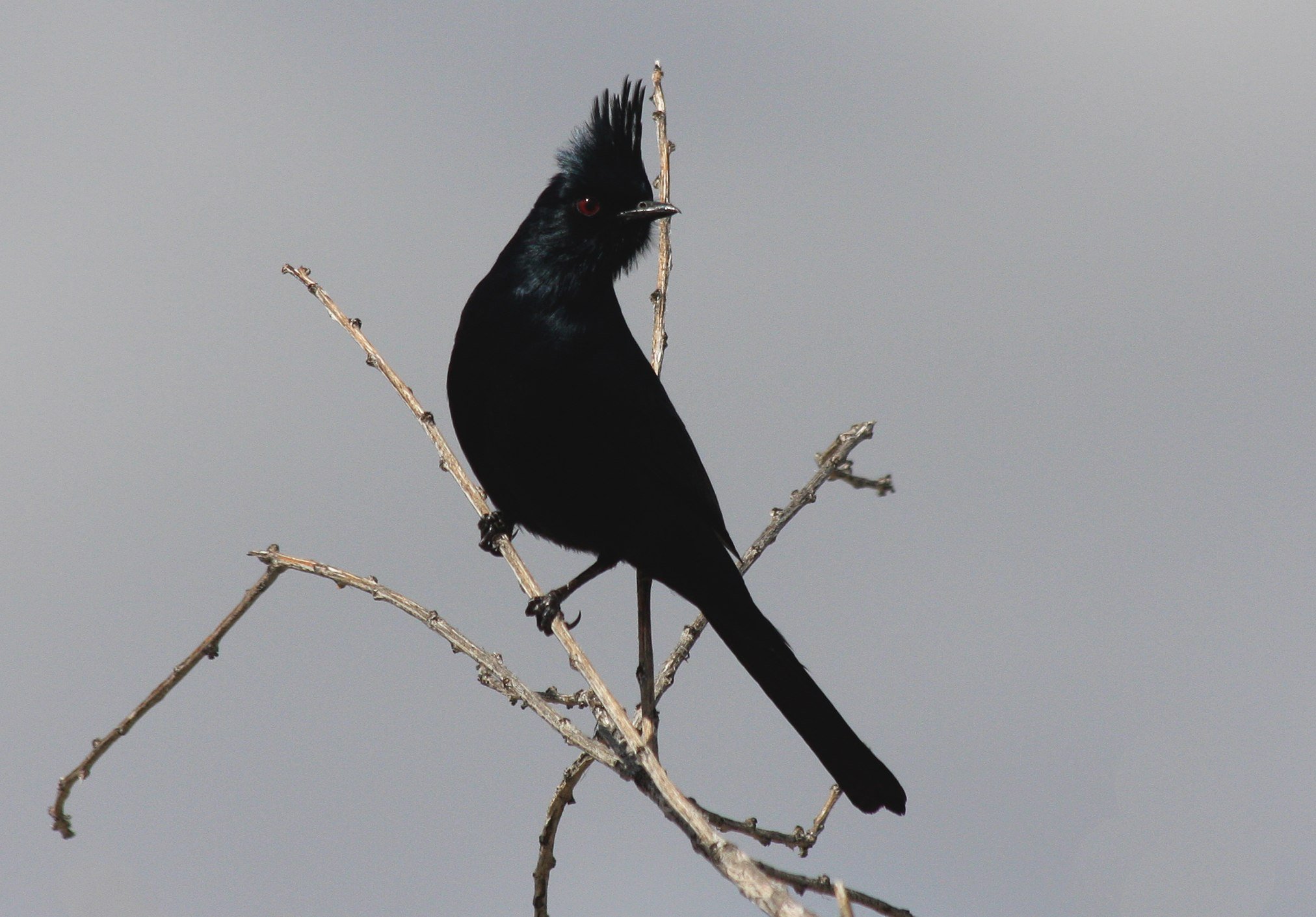 Черные птички на каждой. Длиннохвостый бархатный Ткач. Сокотранский длиннохвостый скворец. Черная птица с длинным хвостом. Птица с красным хвостом.