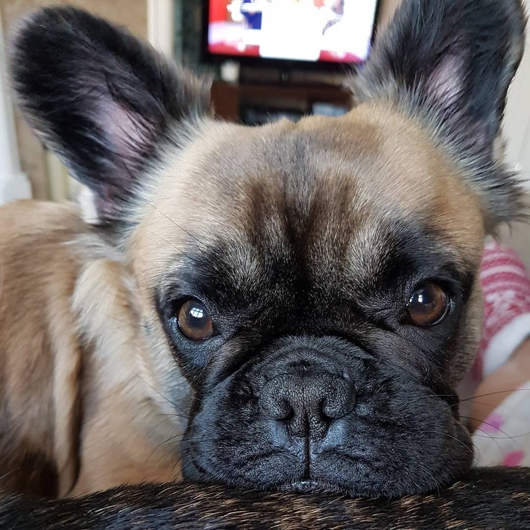 Длинношерстный бульдог флаффи