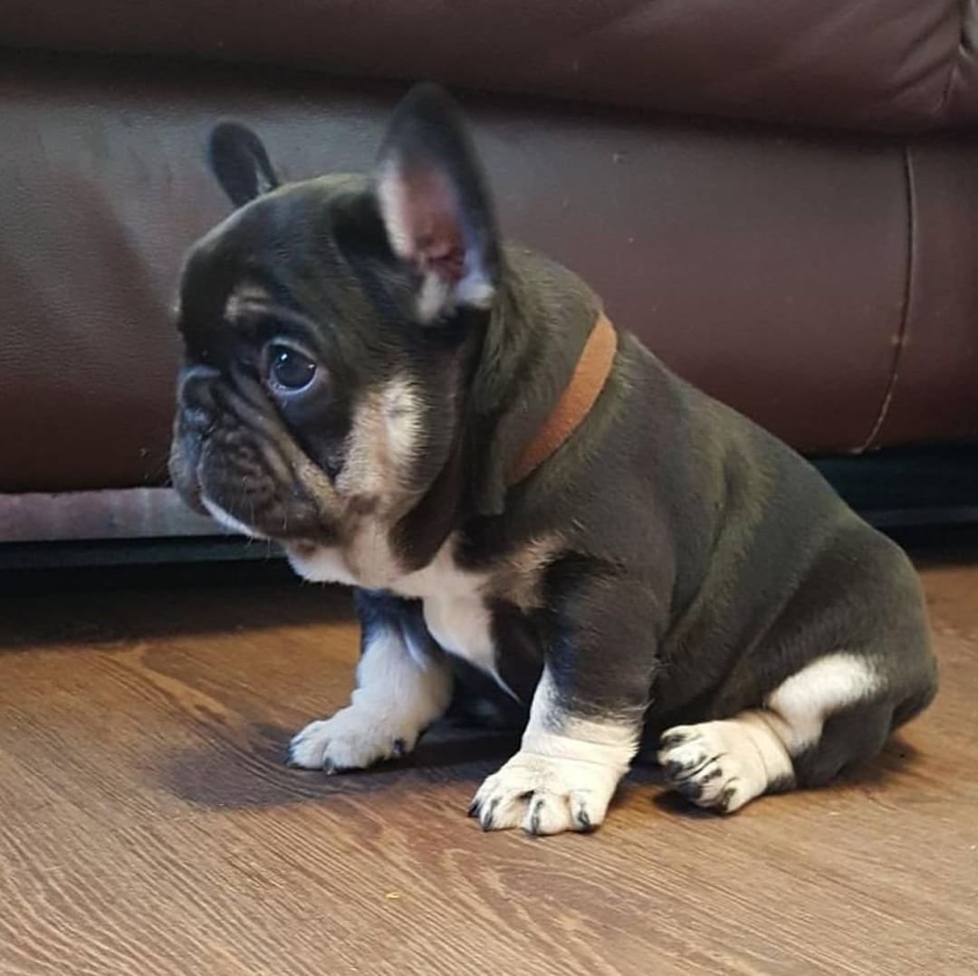 Флаффи бульдог