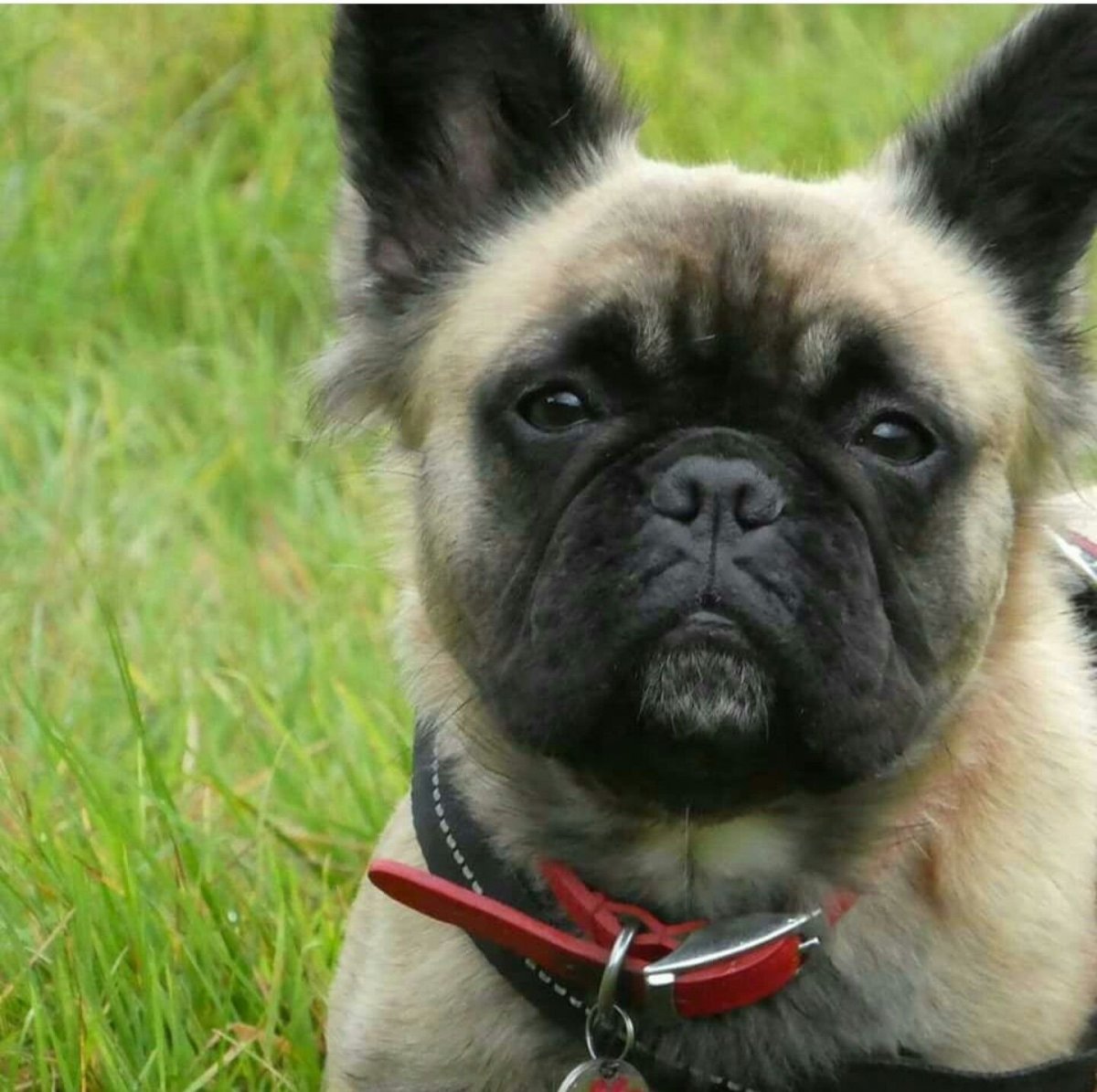 Флаффи французский бульдог