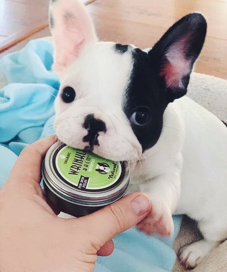 Фреш бульдог