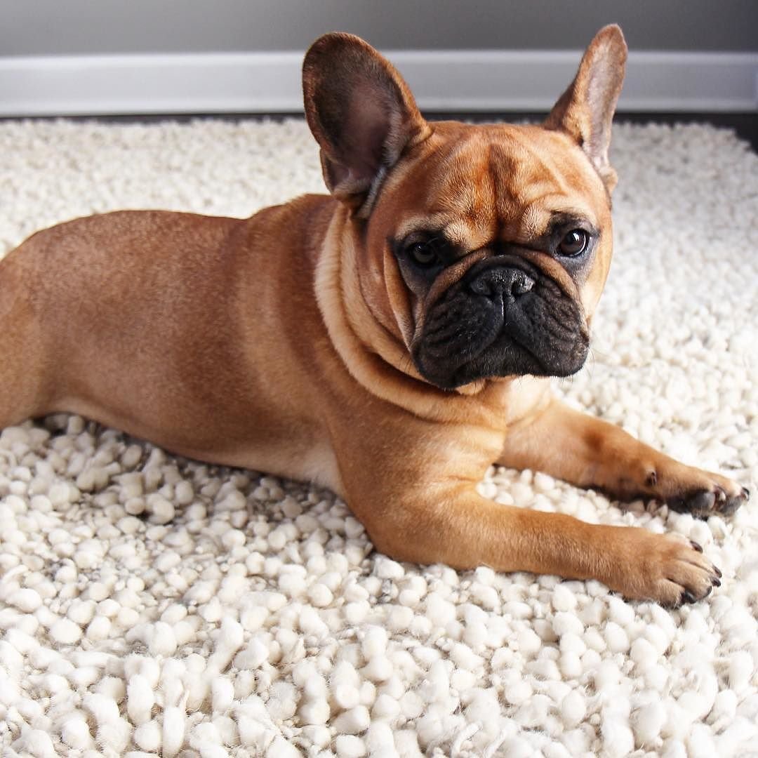 Флаффи французские французские бульдоги