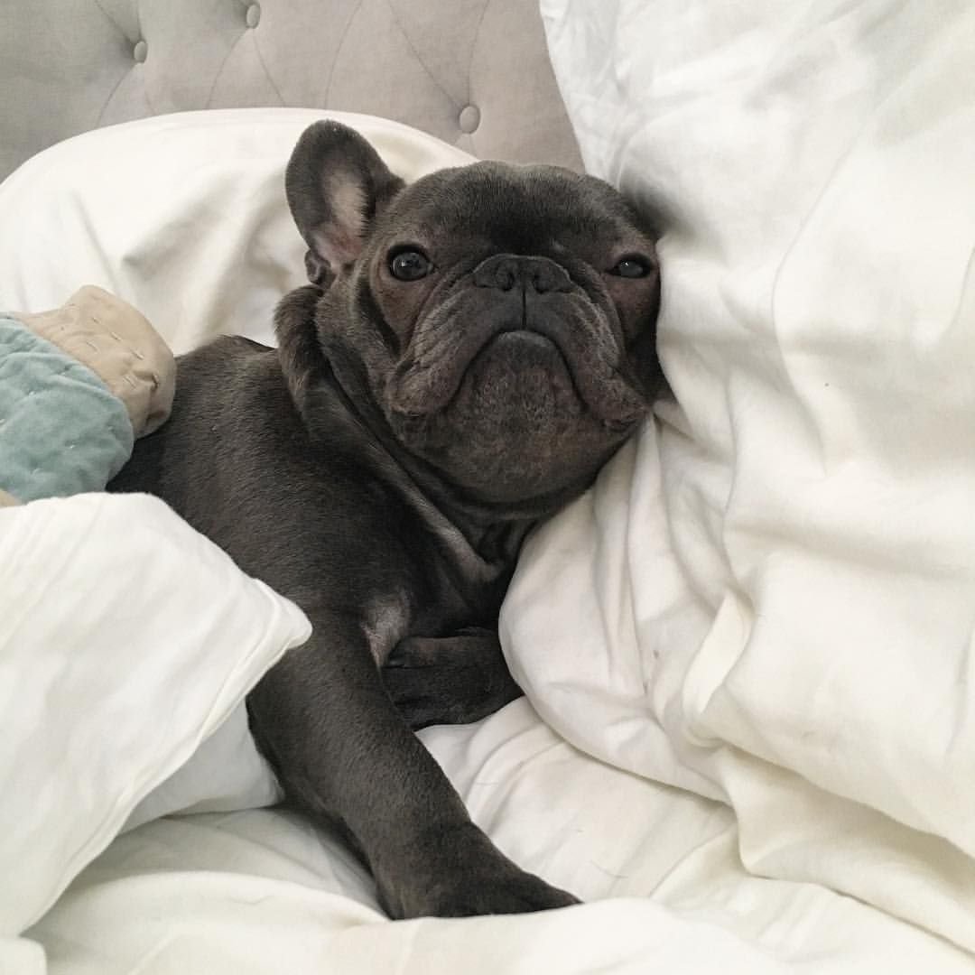 Счастливый французский бульдог