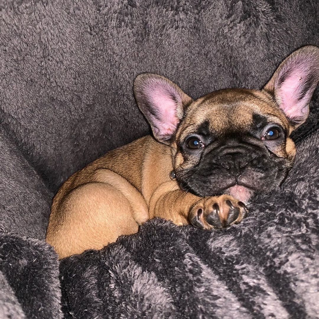 Французский бульдог гиена