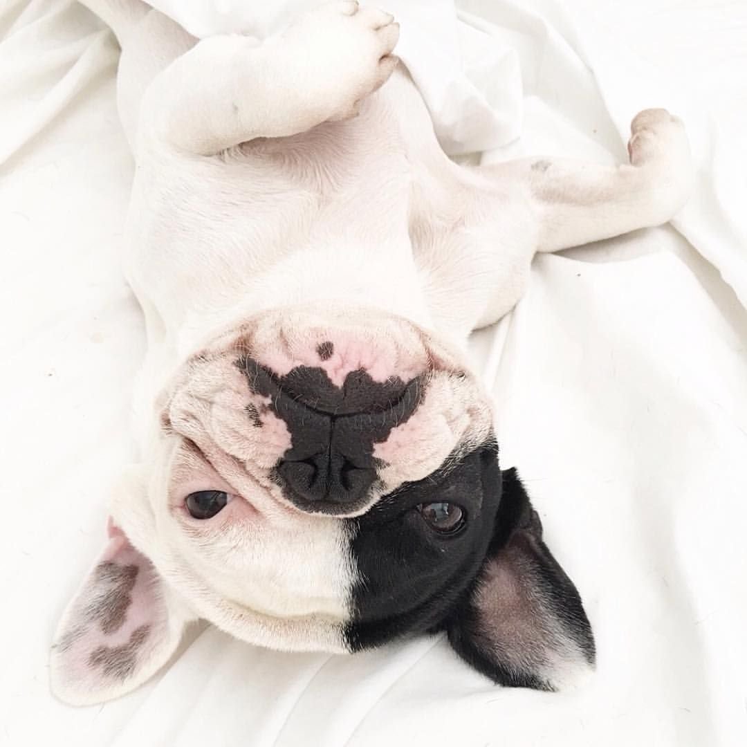 Флаффи бульдог