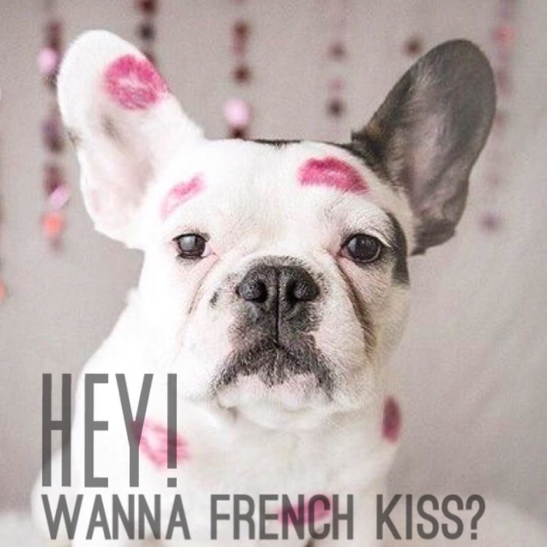 Щенки французского бульдога флаффи