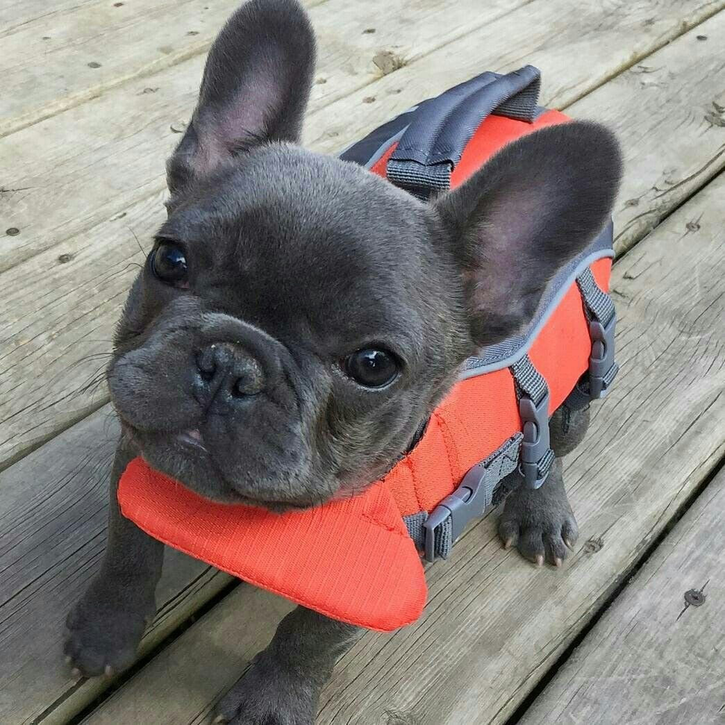 Щенки французского бульдога флаффи