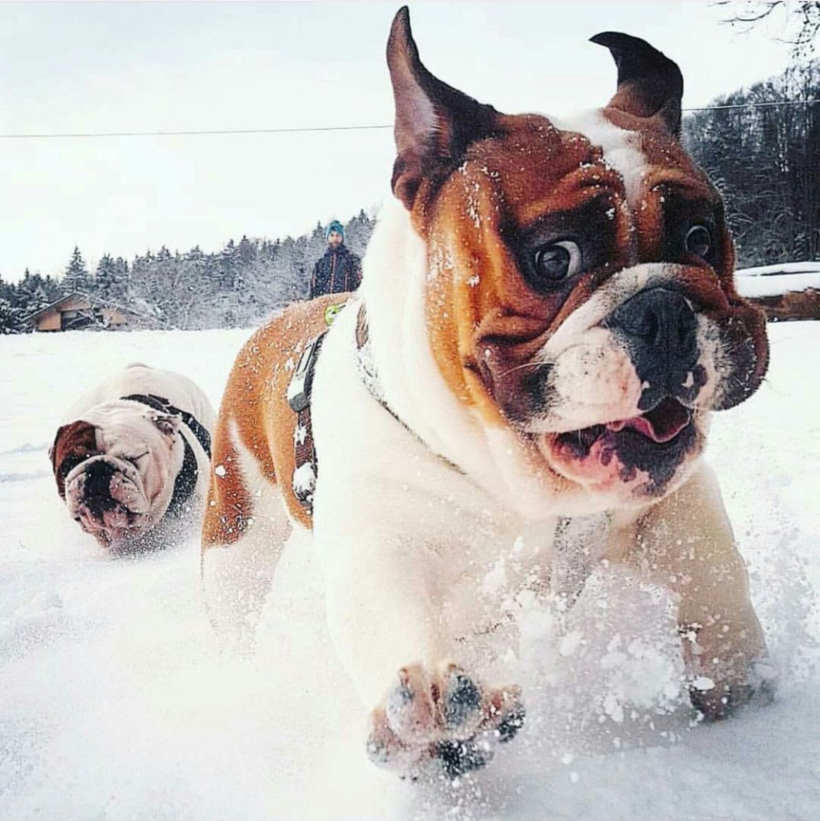 Бульдог и мыльные пузыри