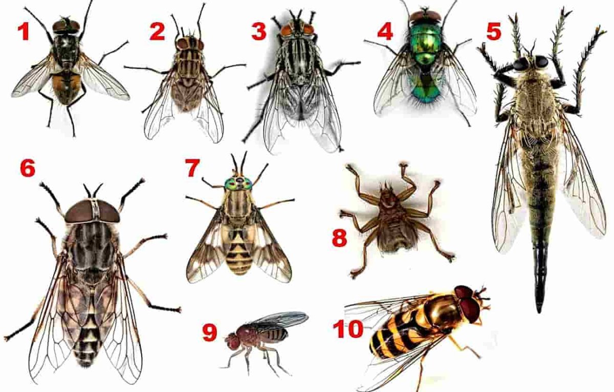 Родственники мухи