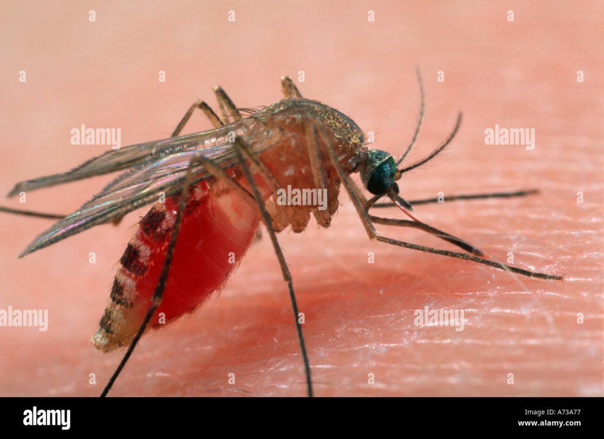 Отряд Двукрылые комар Пискун