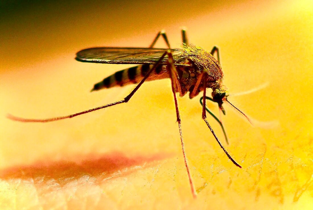 Комар галлица