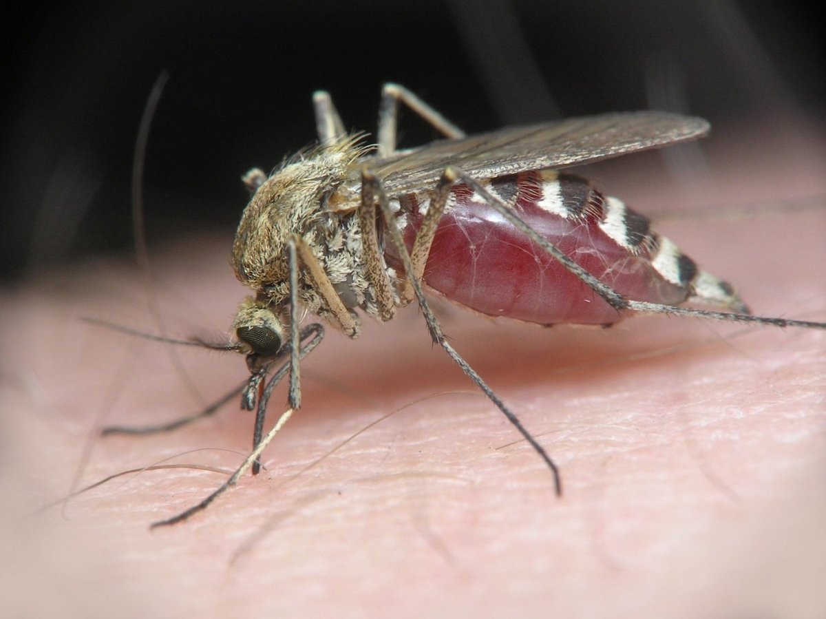 Японский энцефалит комар