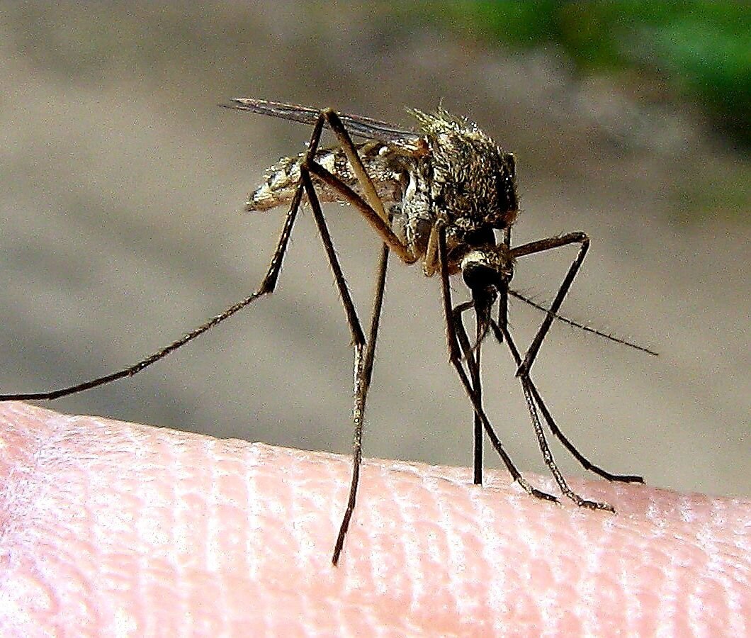 Самец комара