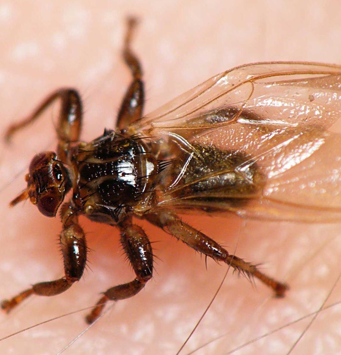 Оленья кровососка (лосиная Муха)