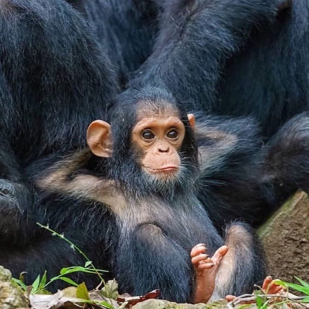 Шимпанзе Малютка