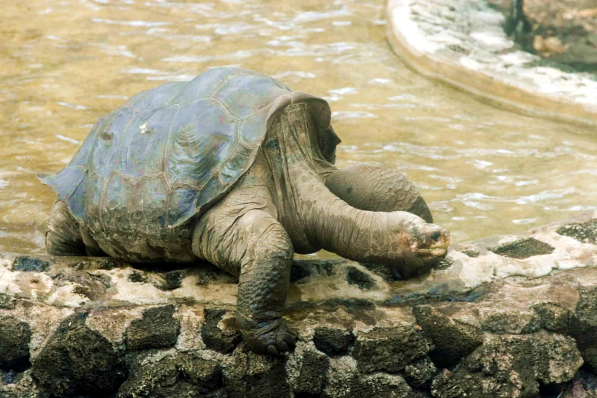 Черты приспособленности слоновой черепахи
