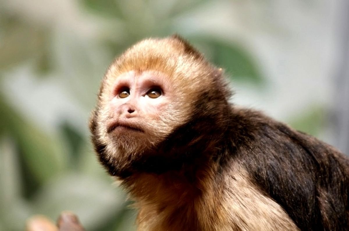 Обезьяна марципан