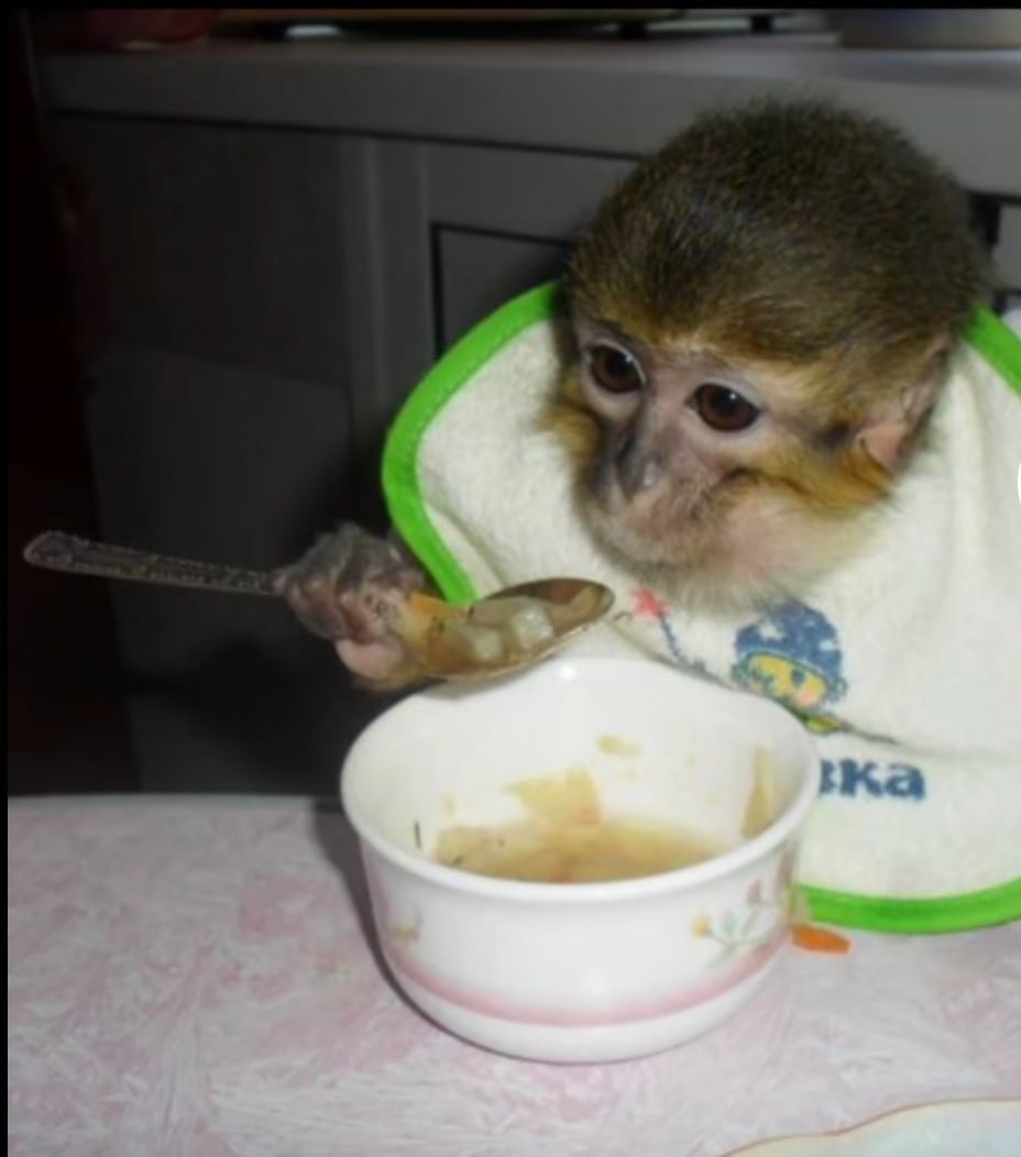 Маленькая домашняя обезьянка