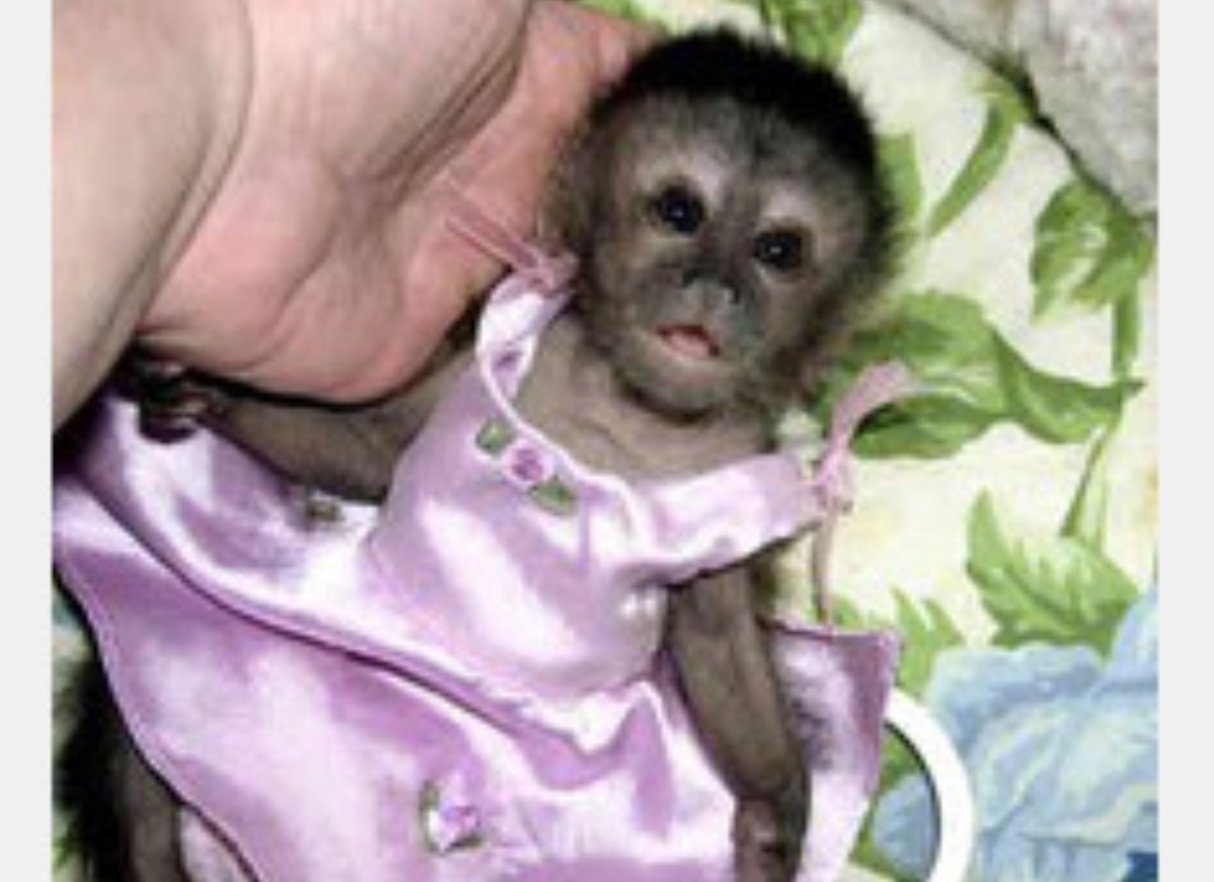 Сколько стоит обезьянка в рублях. Маленькая обезьянка капуцин. Карликовый капуцин. Новорожденный капуцин обезьяна. Карликовая обезьяна капуцин.