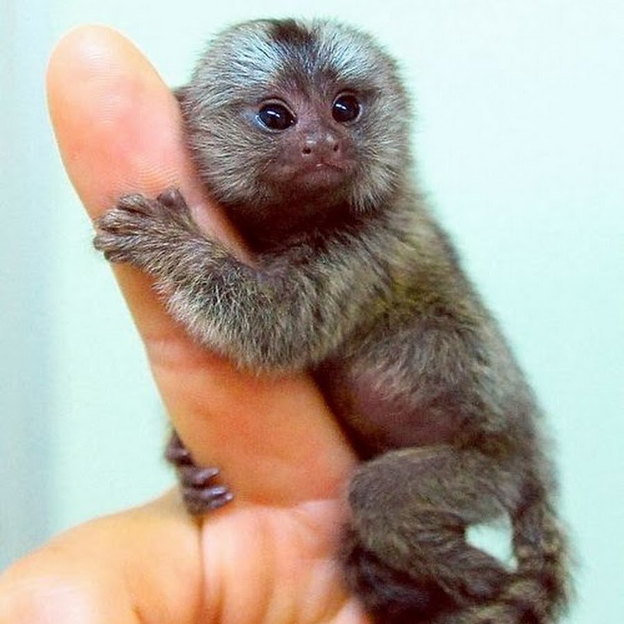 Обезьянка комнатная