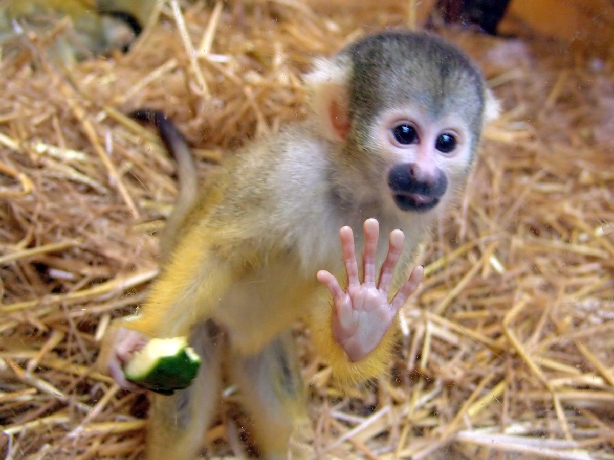Саймири детеныш