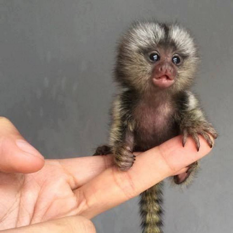 Маленькая обезьянка мармозетка