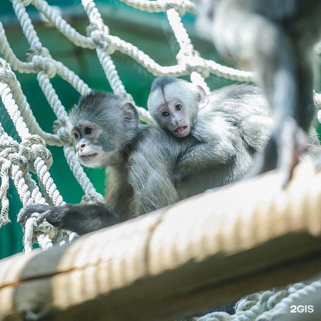 Капуцин Плакса