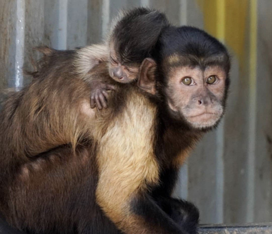 Капуцин обезьяна детеныш