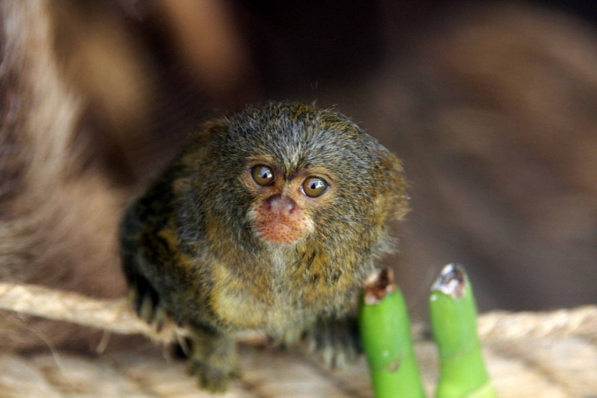 Мармозетка игрунка