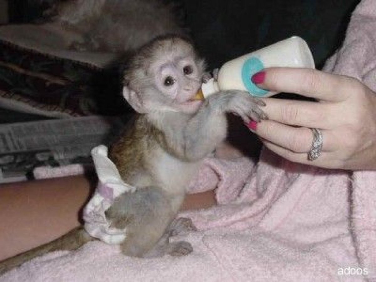 Авито обезьяна живая. Новорожденный капуцин обезьяна. Капуцин обезьяна домашняя. Карликовый капуцин. Маленькая домашняя обезьянка.
