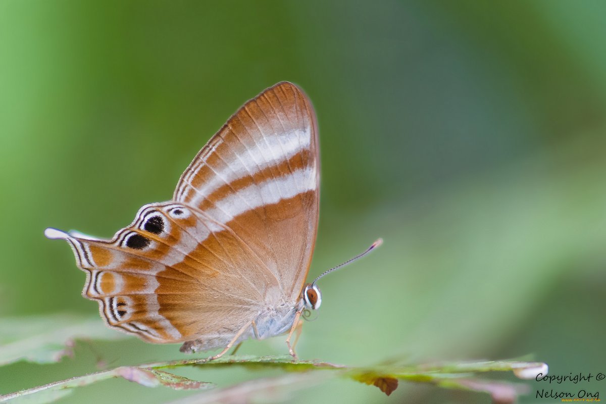 Крыло бабочки макро