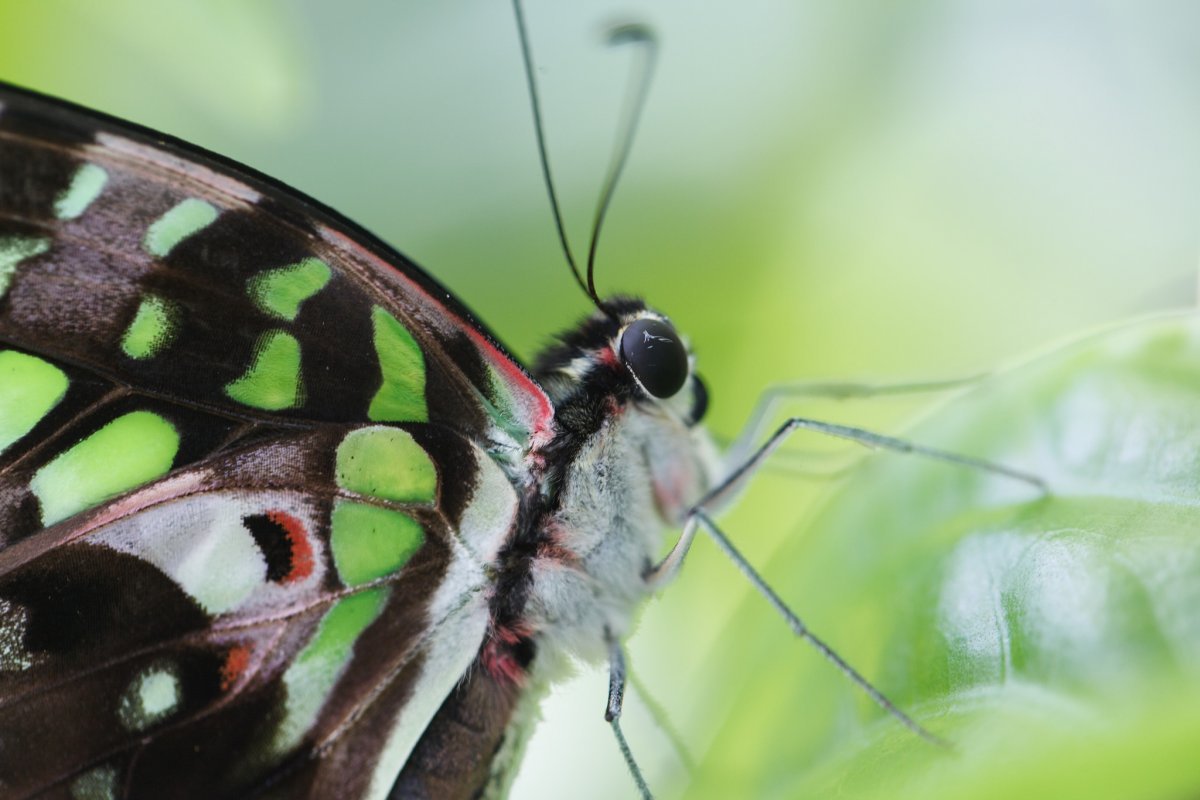 Глаза бабочки