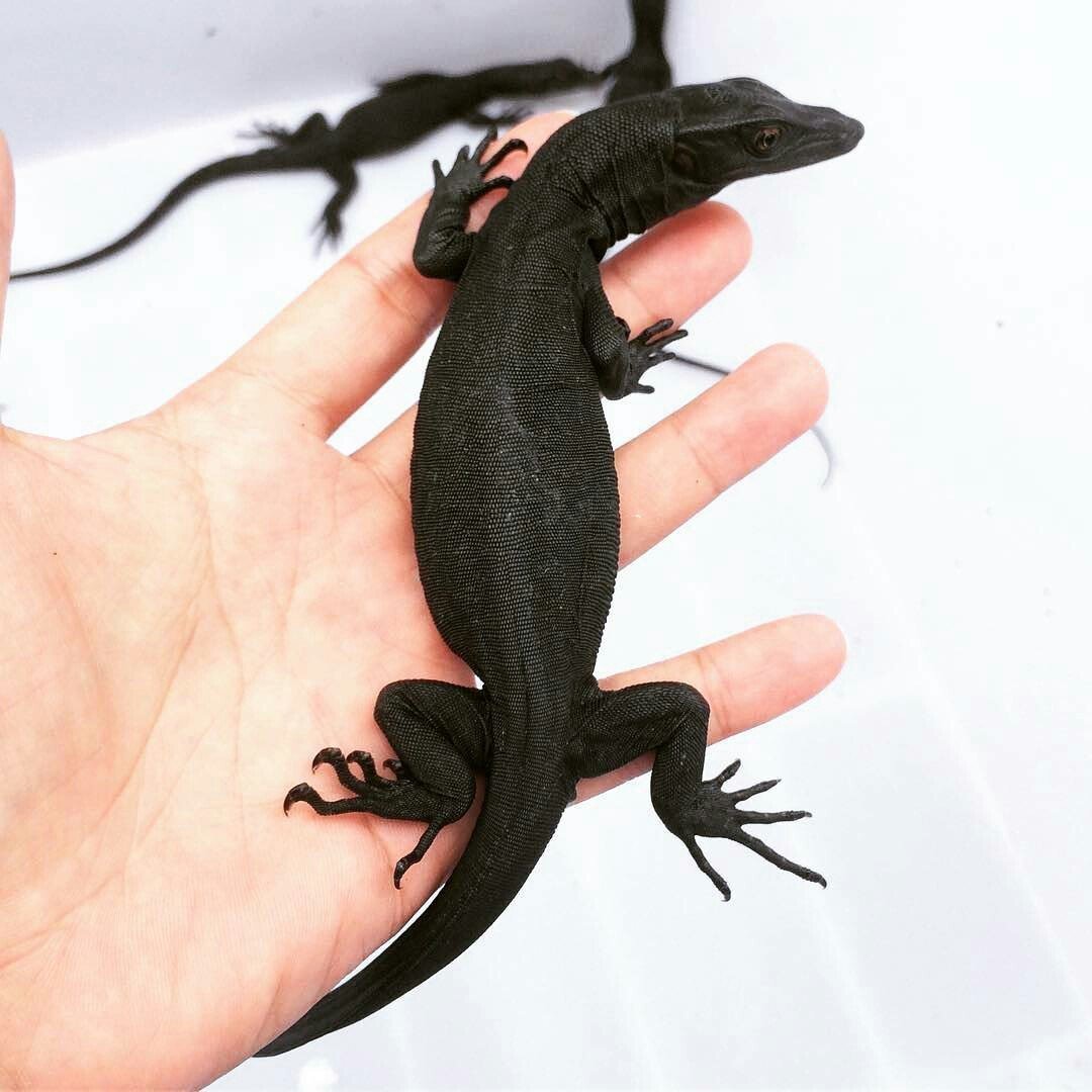 Черный водяной Варан