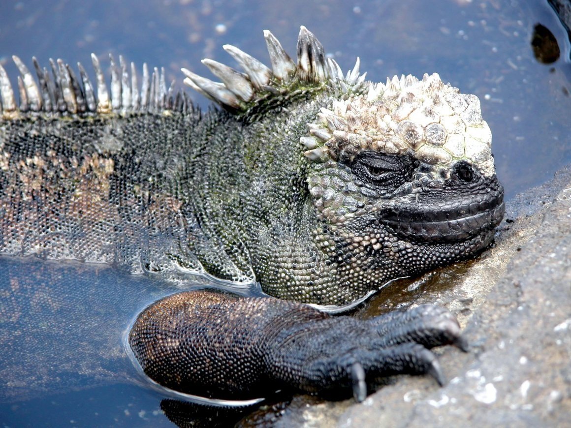 Гребнистая игуана