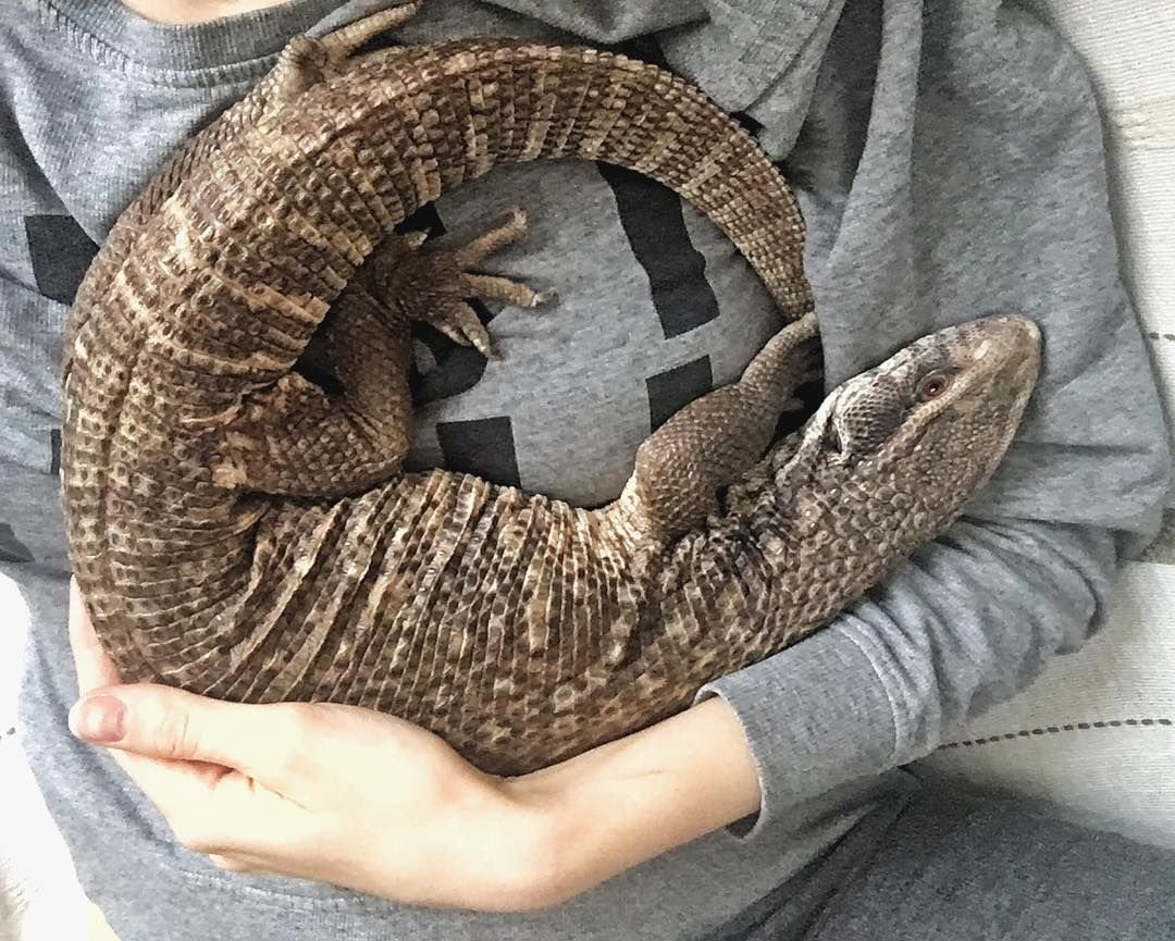 Капский Варан