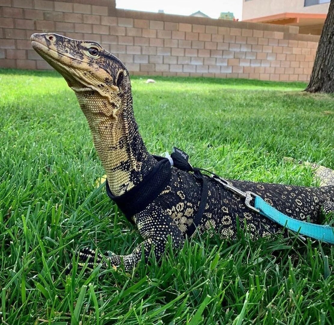 Водяной Варан