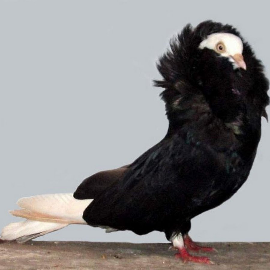 Голуби породы якобины