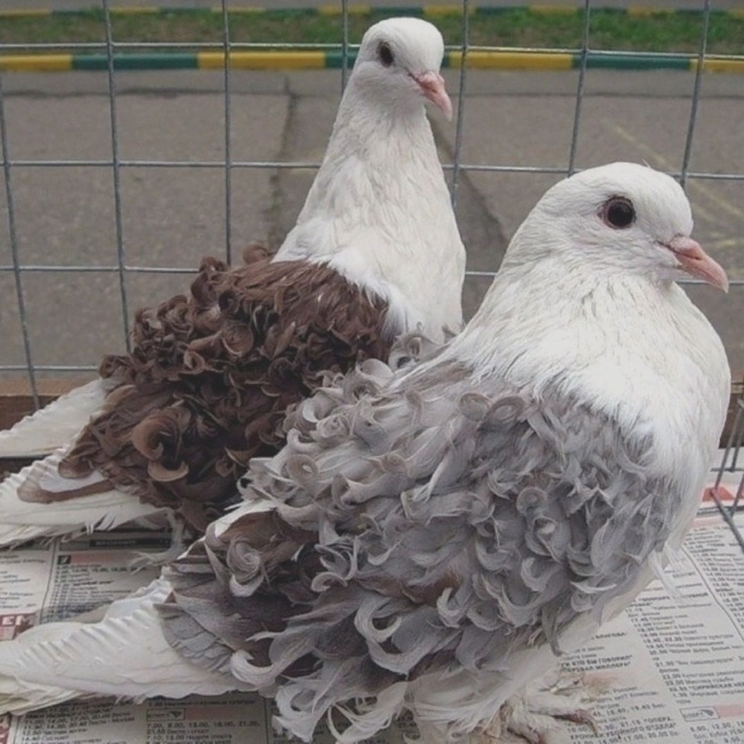 Декоративные голуби