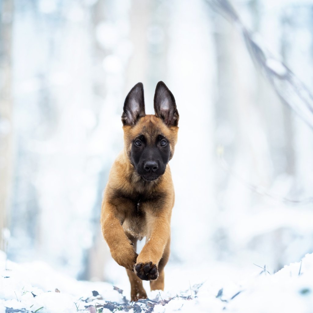 Бельгийский малинуа