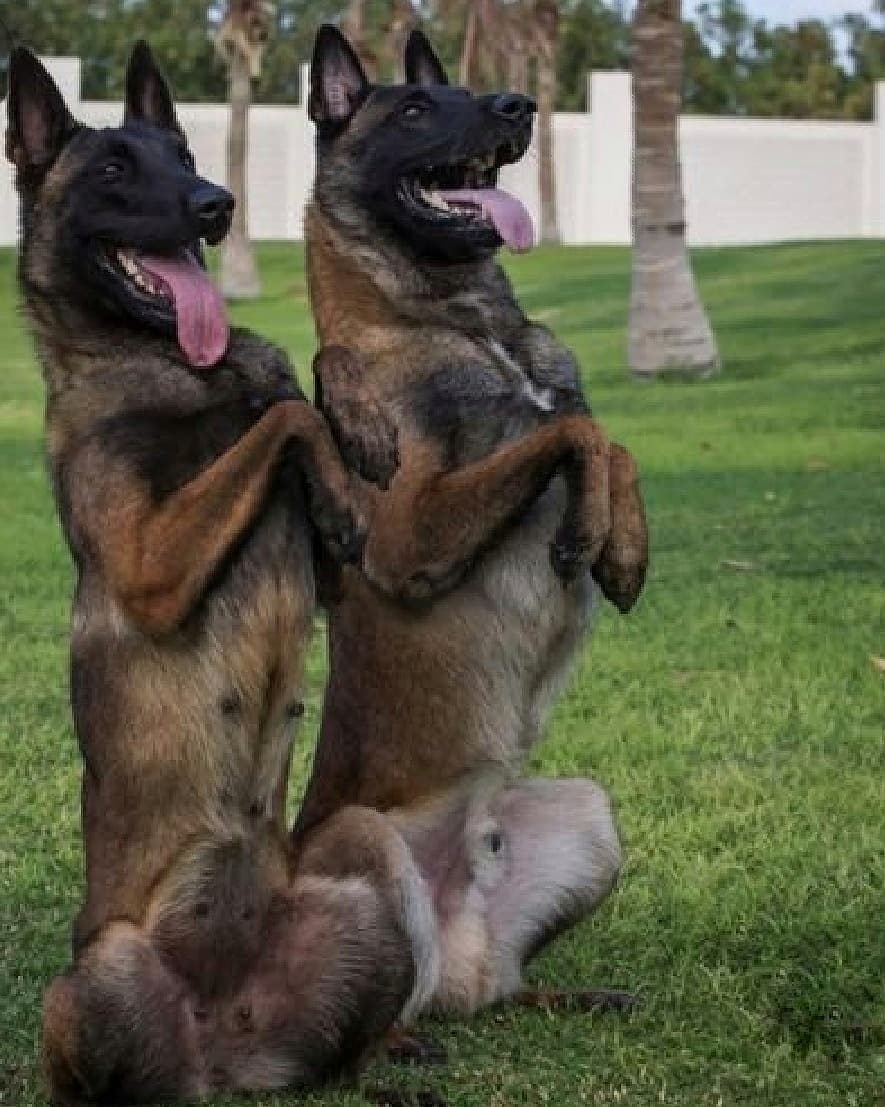 Бельгийский малинуа и немецкая овчарка