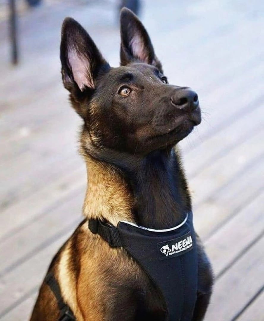 Бельгийская овчарка малинуа